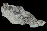 Fossil Belemnites (Paxillosus) with Vertebra - Germany #133275-2